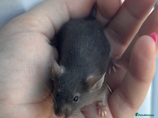 Mouse rodents Female Mice !!!Only 2 Left!!! - Advert 5