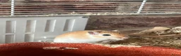 Gerbil rodents for sale: Male Gerbils, cage and accessories! - Advert 1