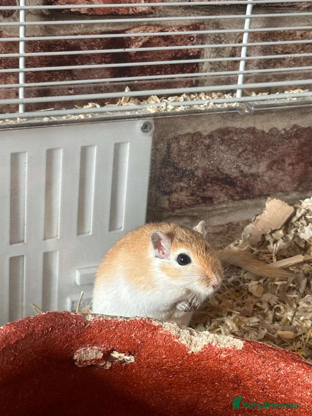 Gerbil rodents for sale: Male Gerbils, cage and accessories! - Advert 1