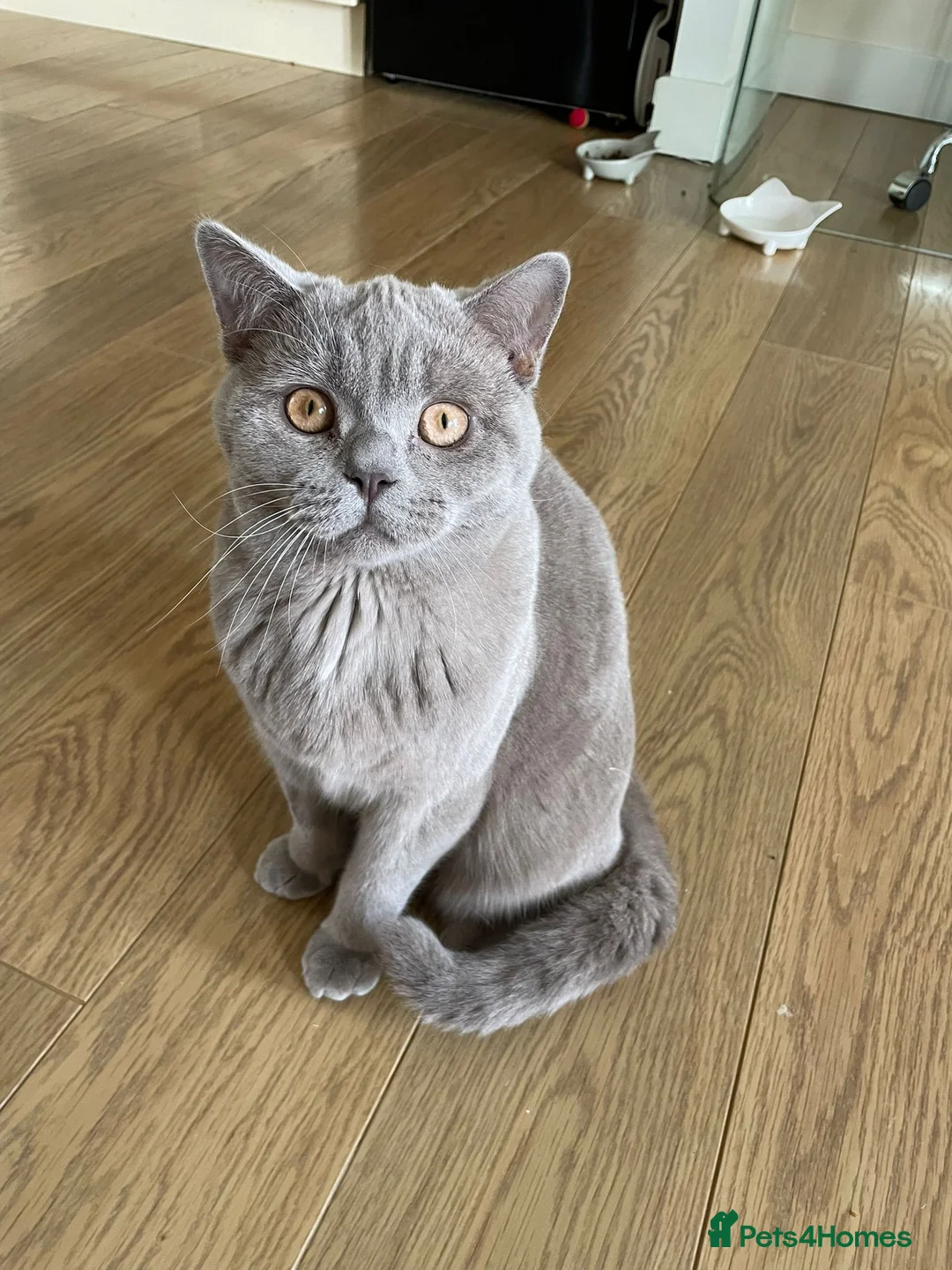 British Shorthair cats for sale: Lilac British Shorthair 8 month old in Trowbridge - Advert 2