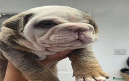 English Bulldog dogs for sale: English bulldog bible John lines  - Image 10