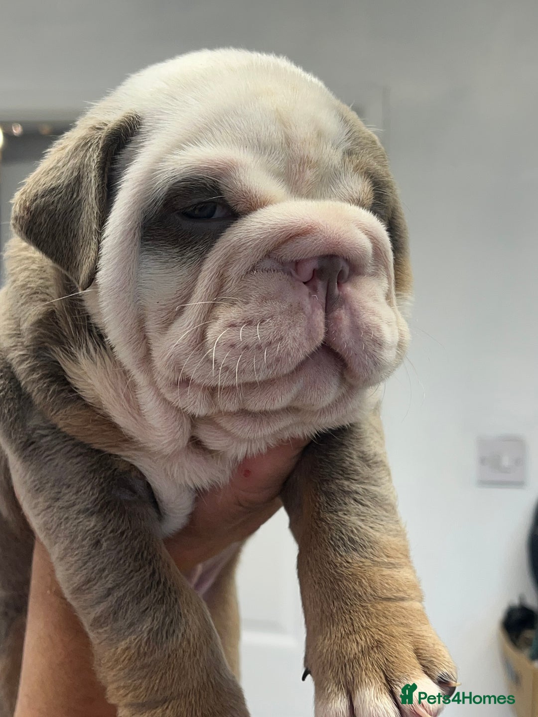 English Bulldog dogs for sale: English bulldog bible John lines  - Image 10