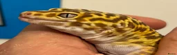 Leopard Gecko reptiles for sale: Leopard Gecko Group in Chelmsford - Advert 5