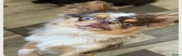 Chihuahua dogs for sale: 💖 Stunning chihuahua puppies 💖 - Advert 2