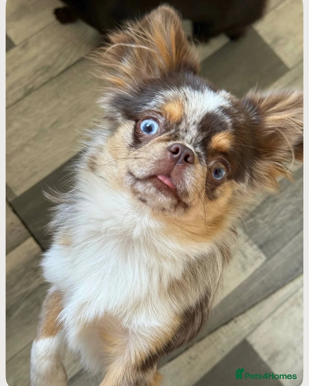 Chihuahua dogs for sale: 💖 Stunning chihuahua puppies 💖 - Advert 2