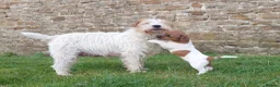 Jack Russell dogs for sale: ⭐ Jack Russell puppies ⭐ - Advert 1