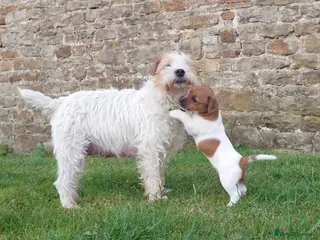 Jack Russell dogs ⭐ Jack Russell puppies ⭐ - Advert 1