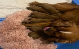 Cavapoo dogs for sale: Red Cavapoo babies - Image 2