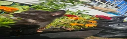 Mixed Breed cats for sale: Sweet little kittens in Sheerness - Advert 6