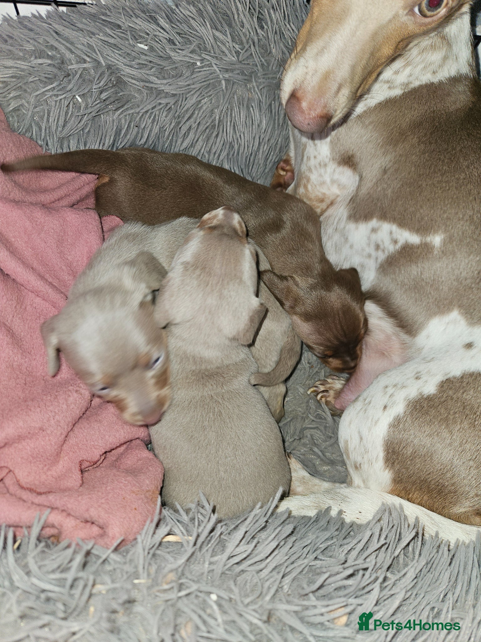 Dachshund dogs Beautiful puppies for sale - Advert 1