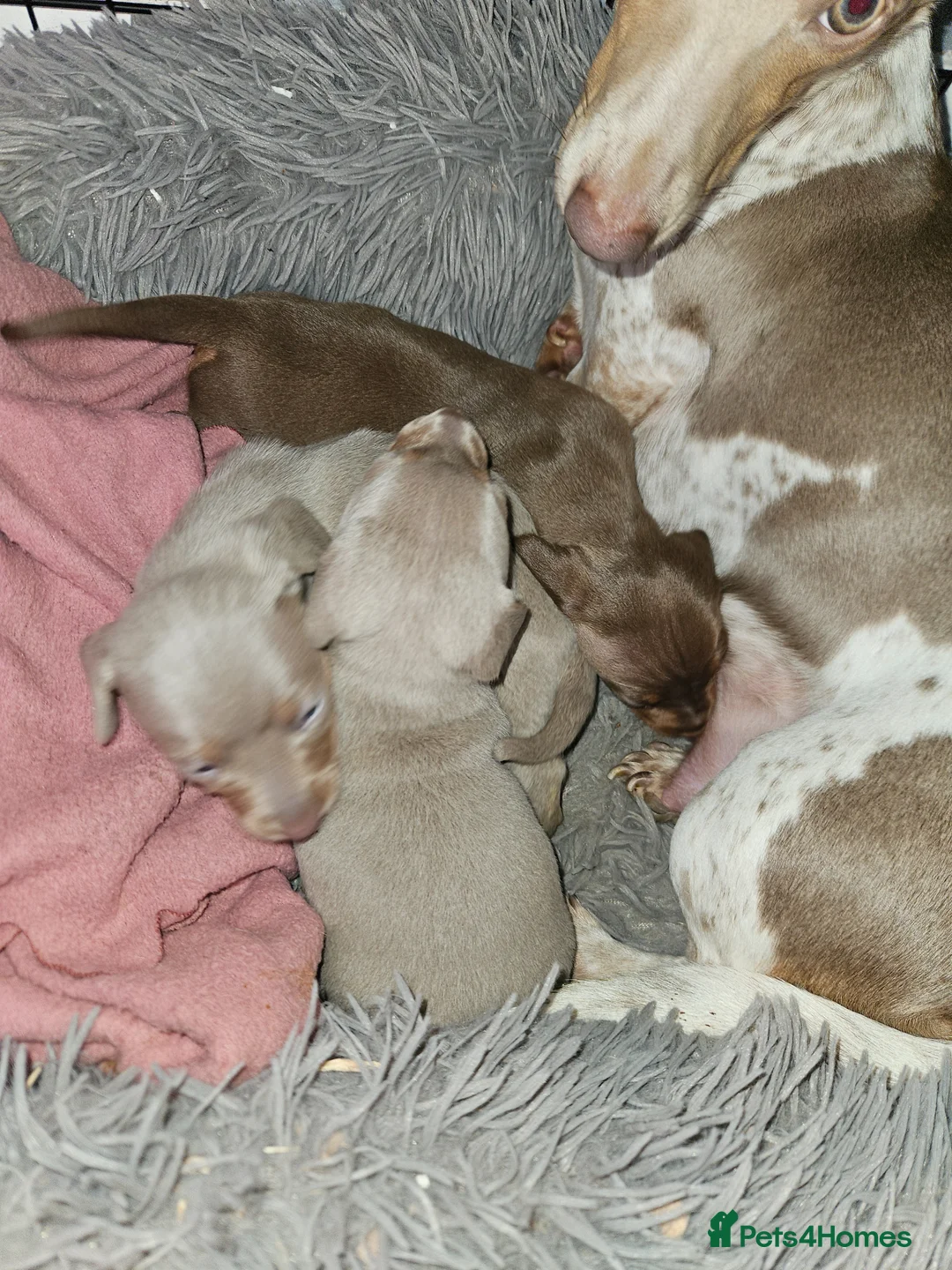 Dachshund dogs for sale: Beautiful puppies for sale in Kidderminster - Advert 1