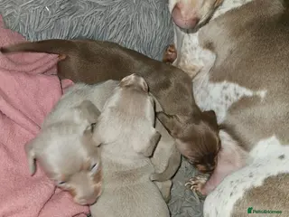 Dachshund dogs Beautiful puppies for sale - Advert 1