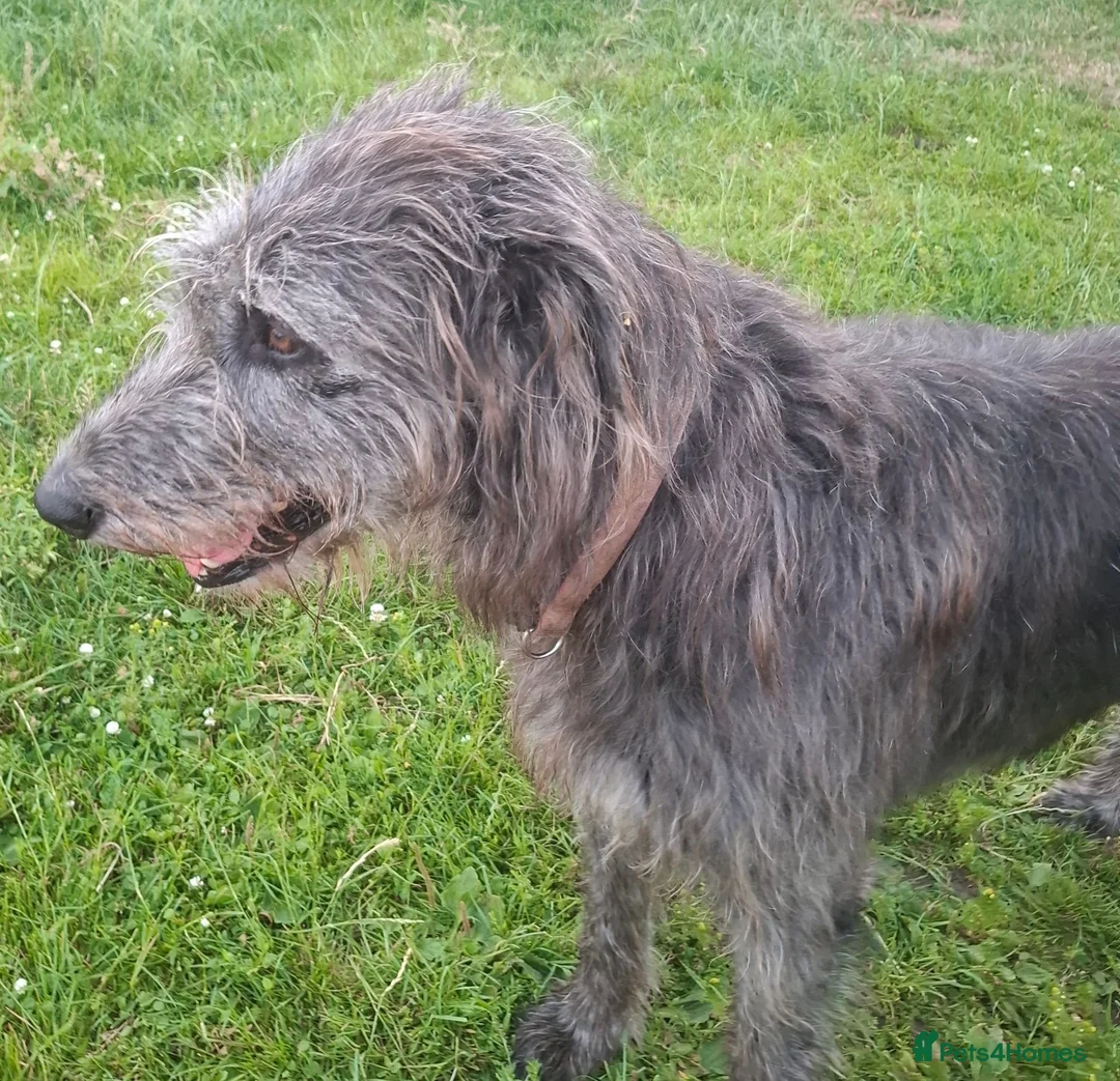 Irish Wolfhound dogs for sale: Beautiful KC Reg. Irish Wolfhound Female Puppy  - Advert 8