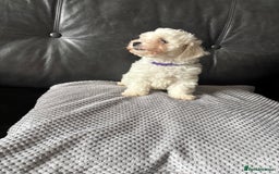 Bichon Frise dogs for sale: Bichon Frise Puppies- Ready to leave - Image 22