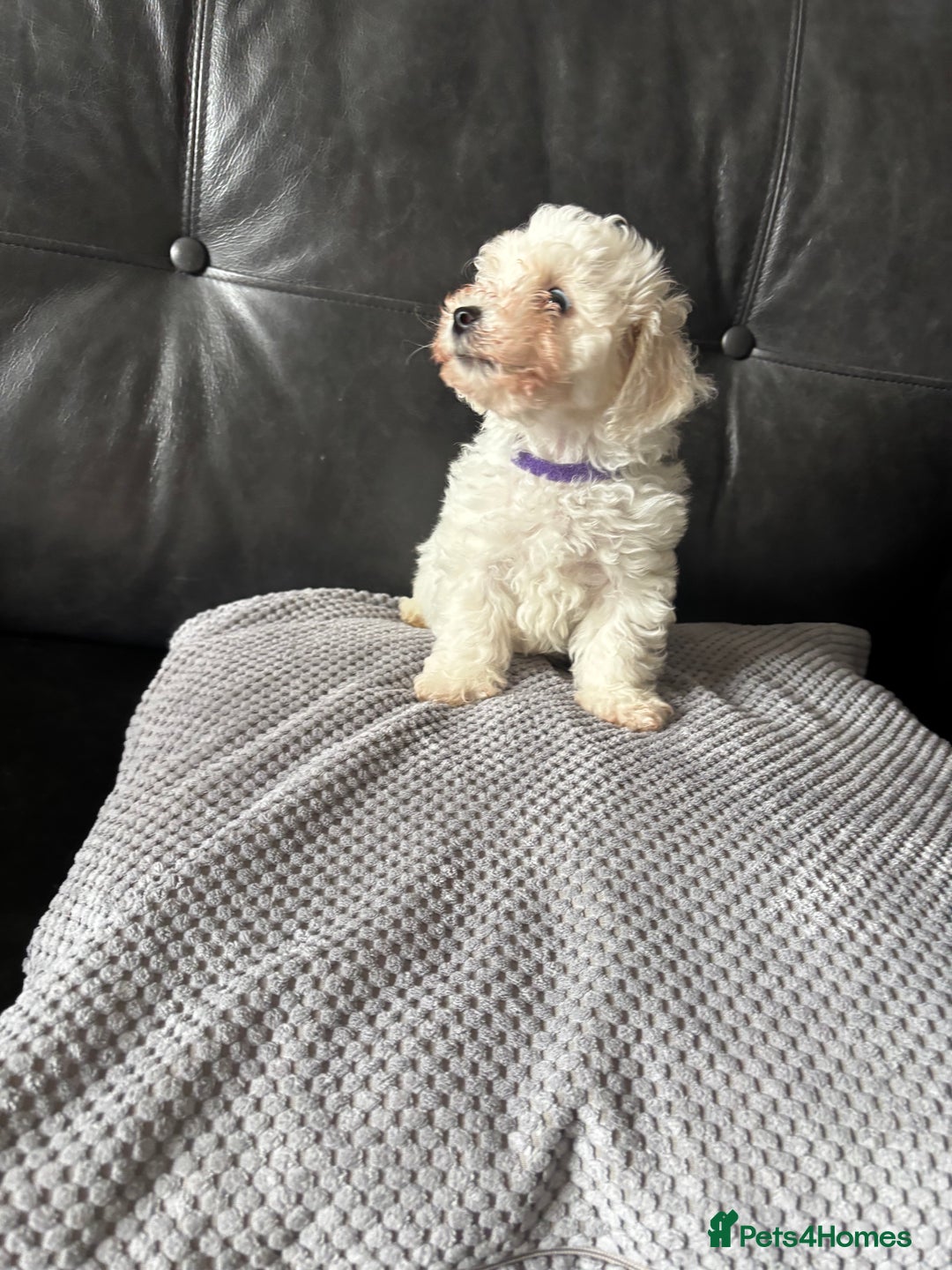Bichon Frise dogs for sale: Bichon Frise Puppies- Ready to leave - Image 22