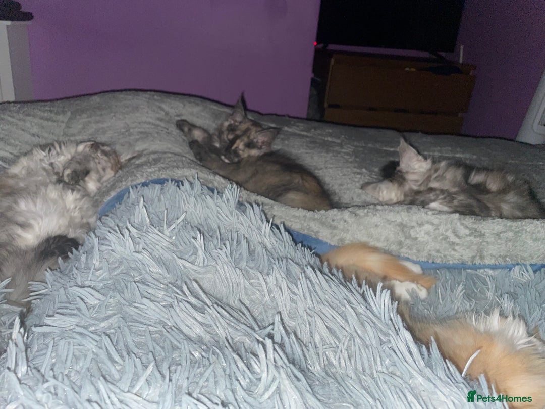 Maine Coon cats for sale: TICA registered Maine coon kittens  - Image 3