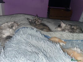 Maine Coon cats - Advert 5