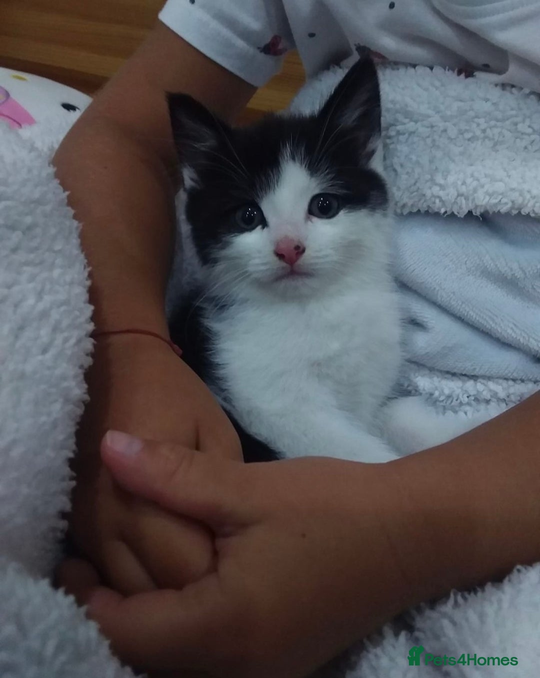 British Longhair cats for sale: Male 9 weeks old kitten.  - Image 3