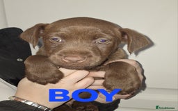 Patterdale Terrier dogs for sale: READY NOW!!..Patterdale Terrier Puppies  - Advert 6