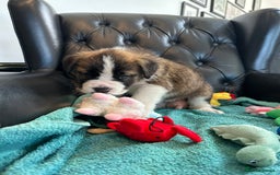 Saint Bernard dogs for sale: KC Registered St. Bernards For Sale! - Image 25