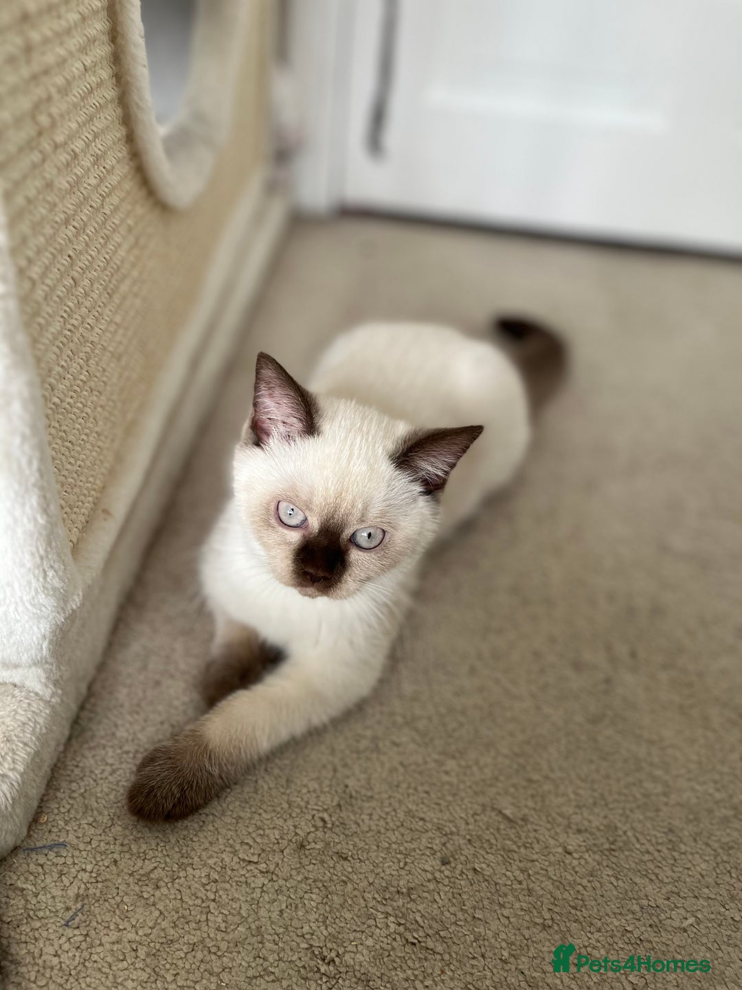 British Shorthair cats for sale: Adorable kittens available (1 female left!!) - Advert 5