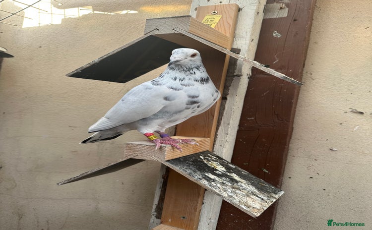 Pigeons birds - Advert 1