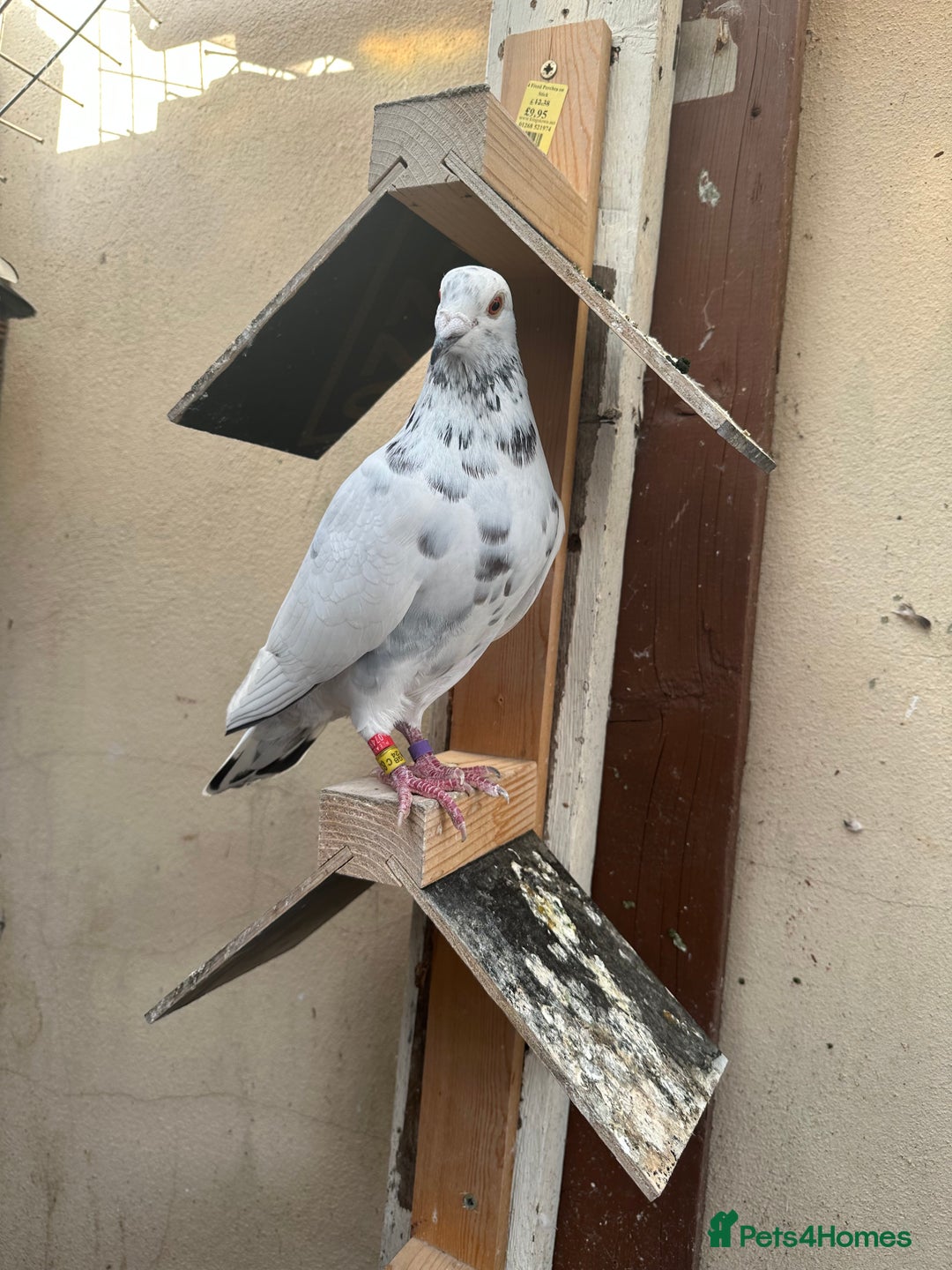 Pigeons birds for sale: Stock racing pigeon few left - Image 1