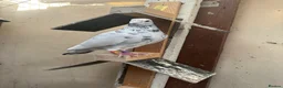 Pigeons birds for sale: Stock racing pigeon few left - Advert 1
