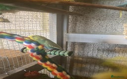 Budgerigars birds for sale: 11 budgies and 1 cocktails  - Image 4