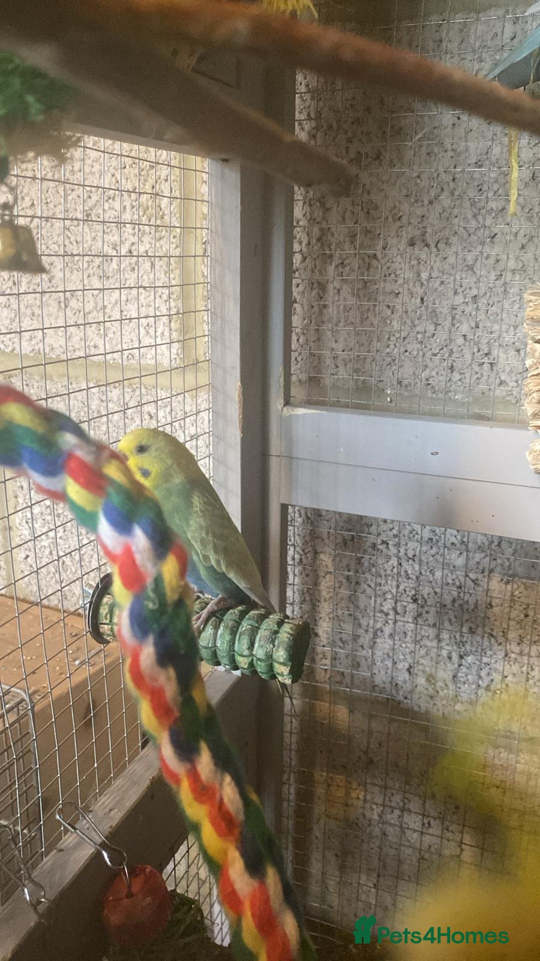 Budgerigars birds for sale: 11 budgies and 1 cocktails  - Image 4