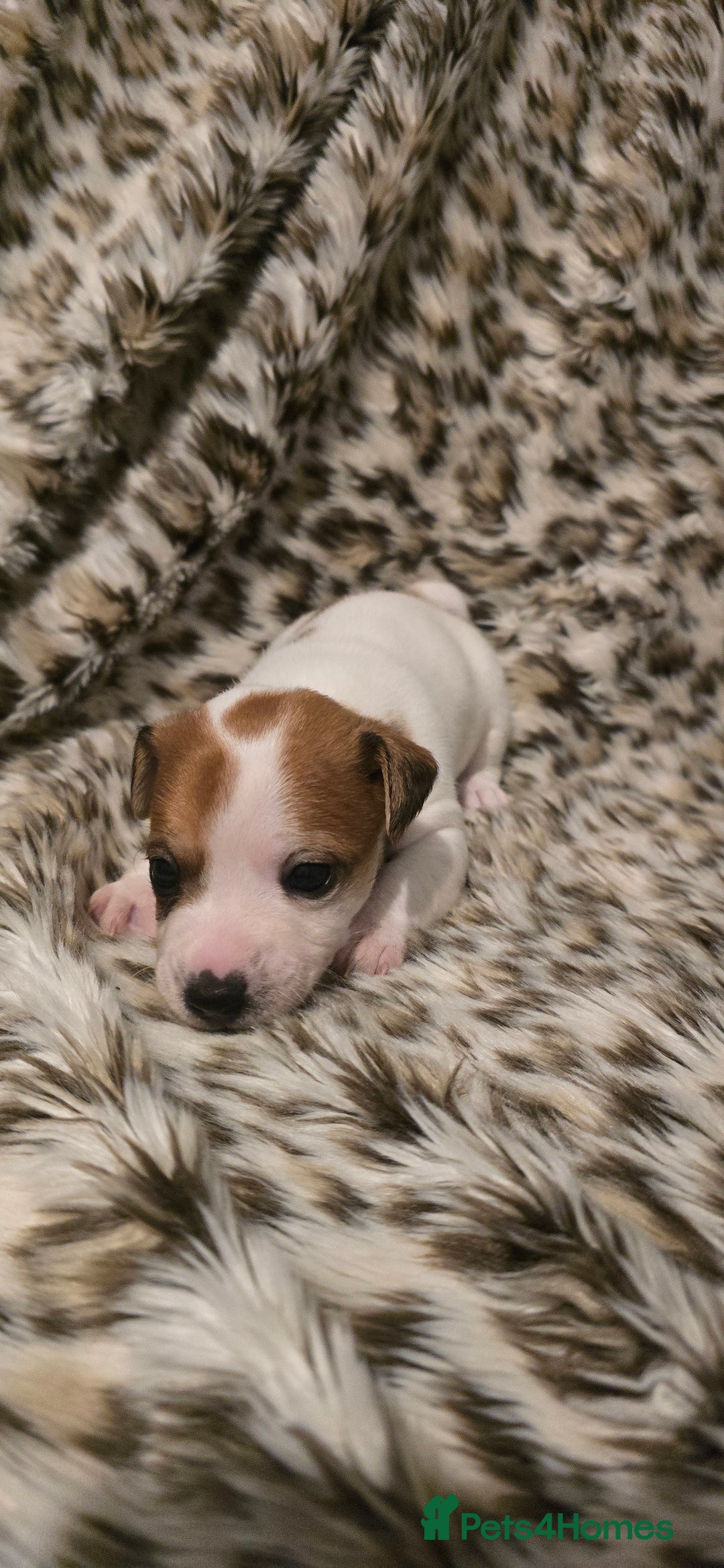 Jack Russell dogs for sale: Miniature jackrussel  - Advert 5