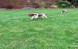 English Springer Spaniel dogs for sale: ENGLISH SPRINGER SPANIEL - Image 19