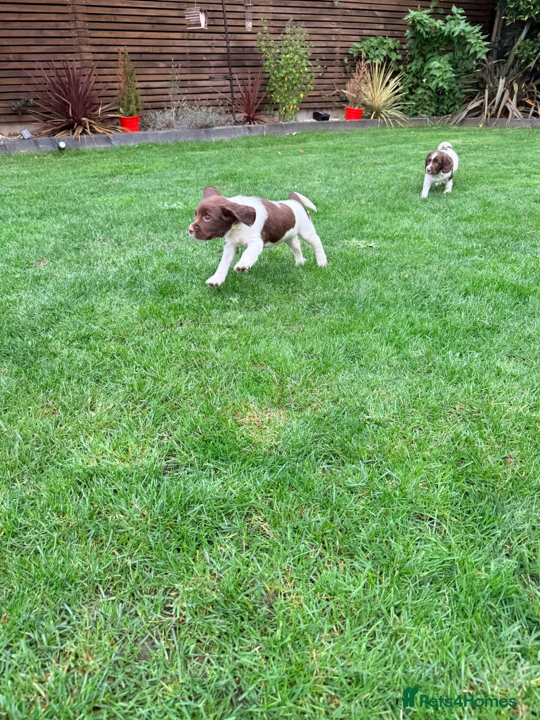 English Springer Spaniel dogs for sale: ENGLISH SPRINGER SPANIEL - Image 19