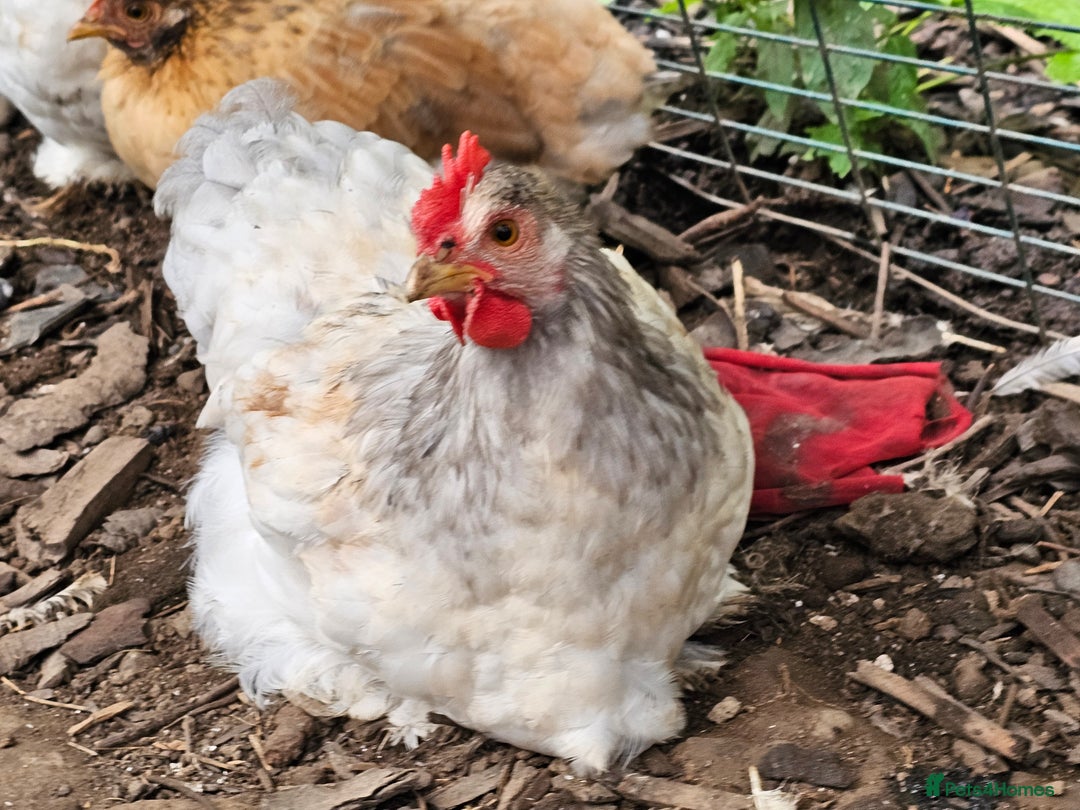 Chickens poultry for sale: ** Stunning friendly Pekin Cockerals available **  - Image 2