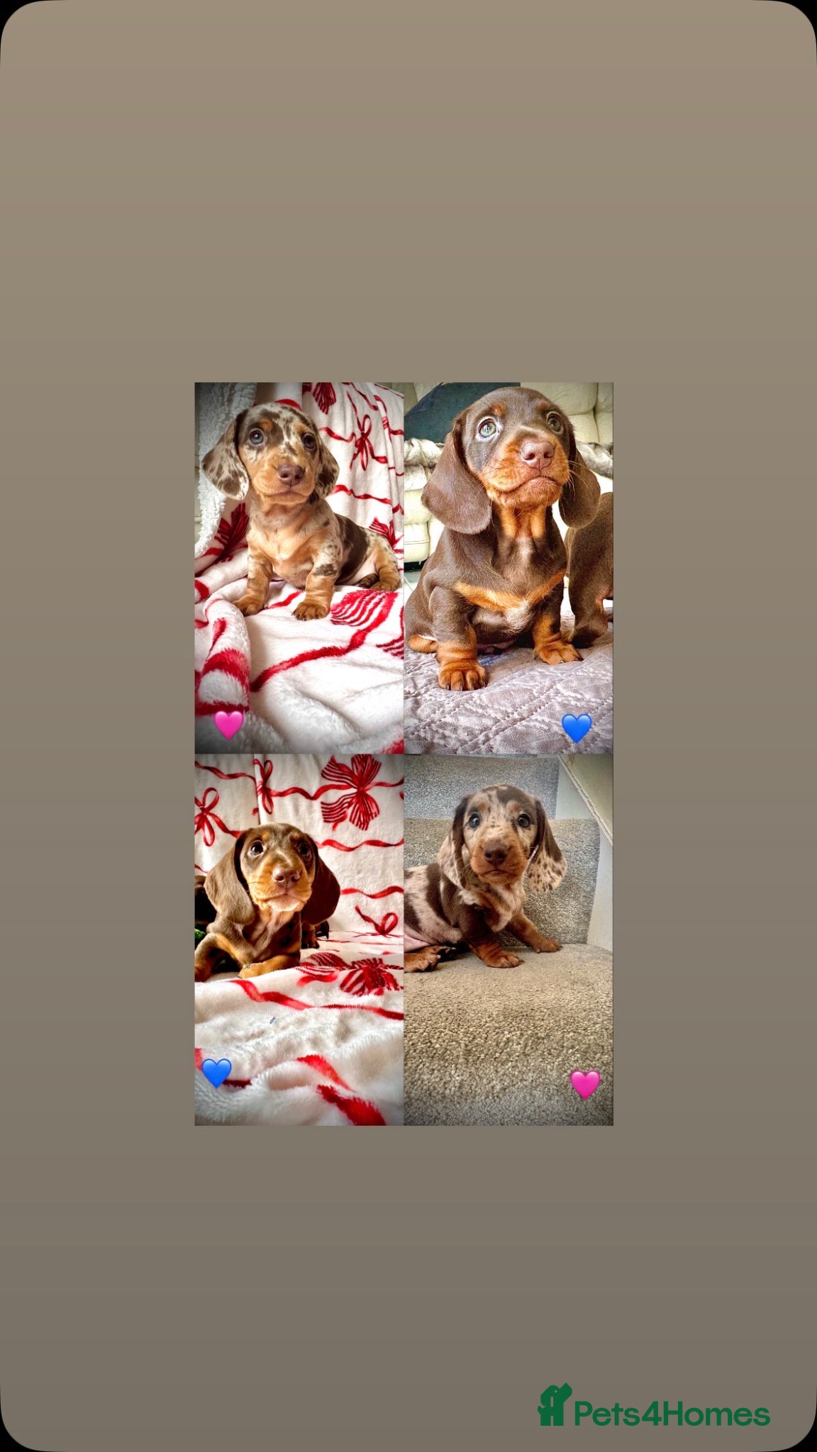 Miniature Dachshund dogs READY SOON MINI DACHSHUNDS SERIOUS BUYERS ONLY  - Advert 7