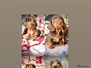 Miniature Dachshund dogs READY SOON MINI DACHSHUNDS SERIOUS BUYERS ONLY - Advert 1