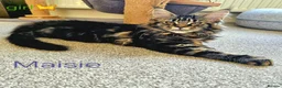 Maine Coon cats for sale: ✨ Meet Our Magnificent Maine Coon Kittens ✨ - Advert 3