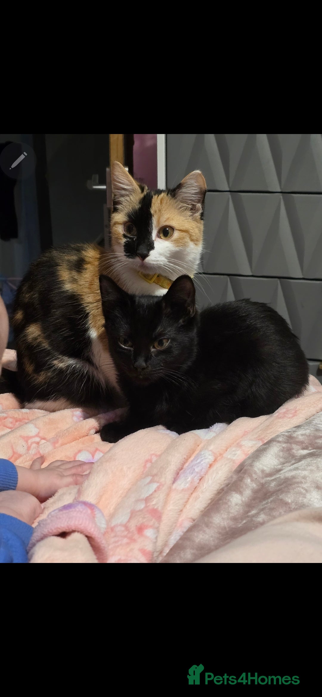 Mixed Breed cats for sale: Beautiful Mixed breed kittens  in Dartford - Image 1