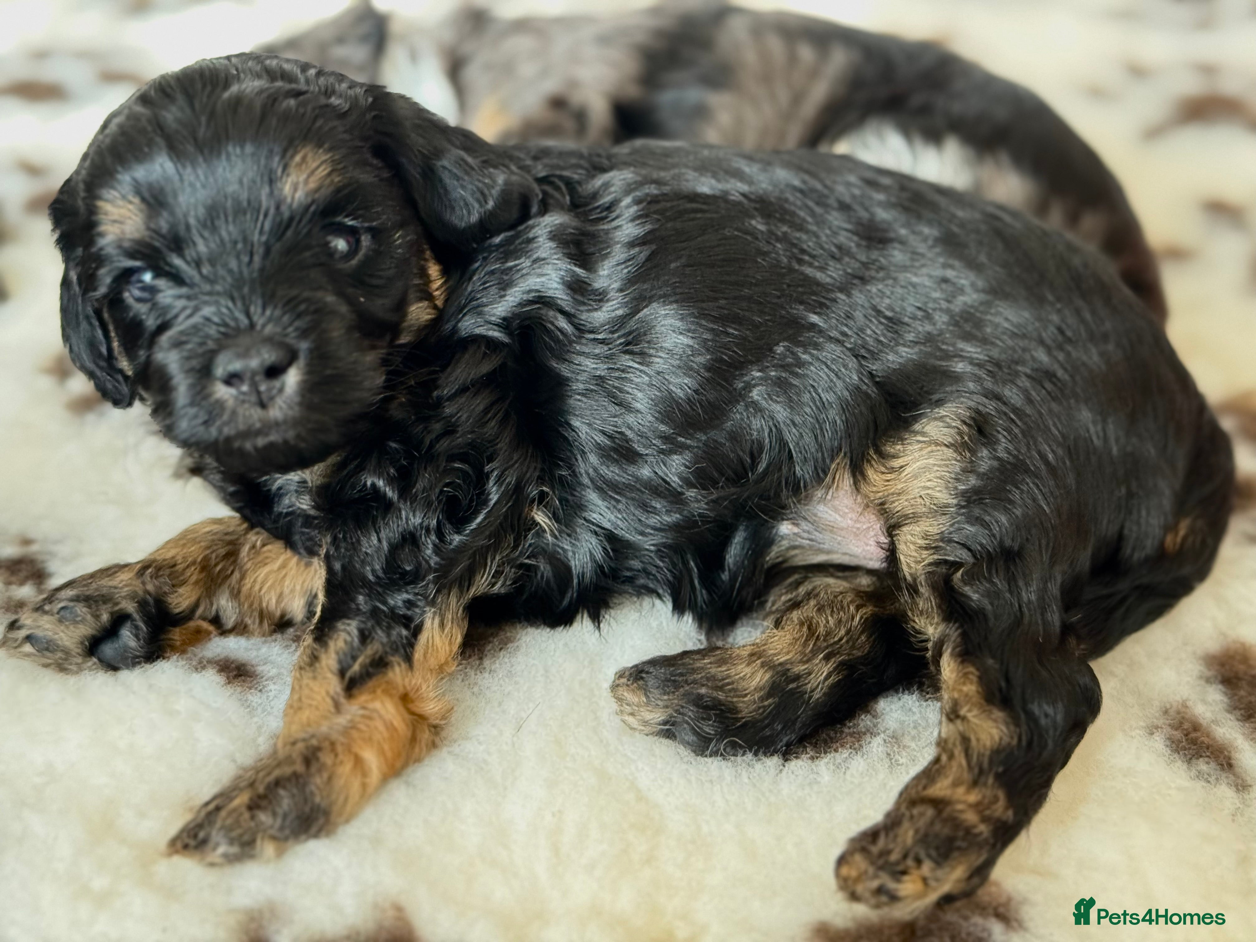 Aussiedoodle dogs F1b Miniature Aussiedoo puppies - Advert 2
