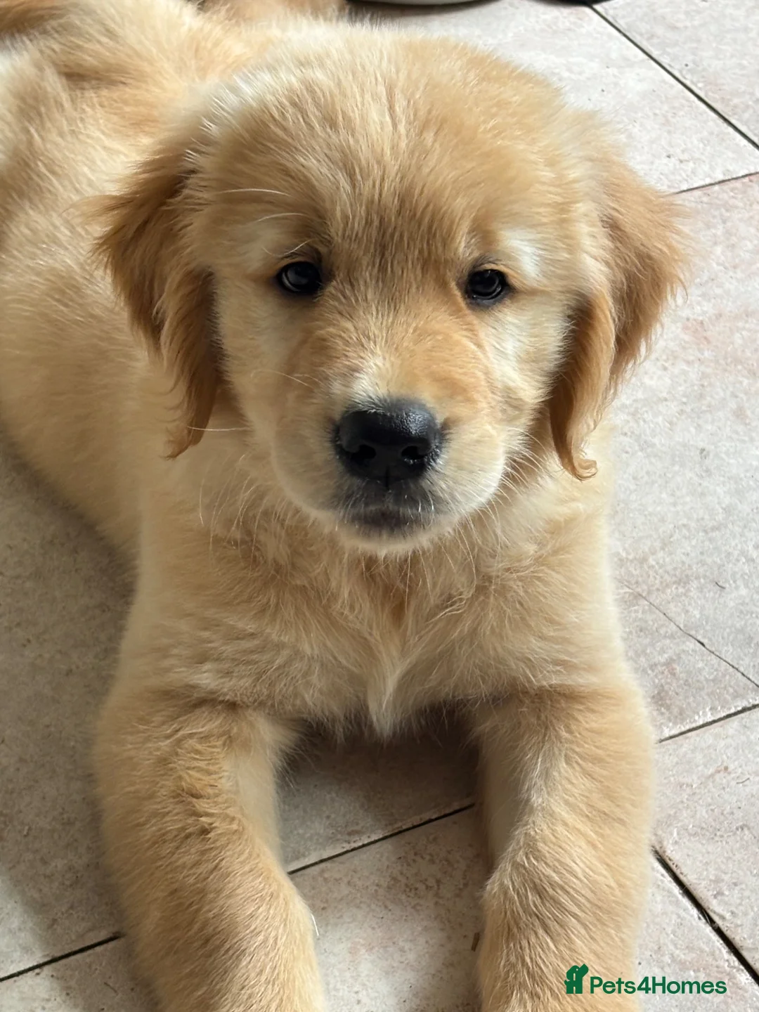 Golden Retriever dogs for sale: Golden retriever puppies - Advert 2