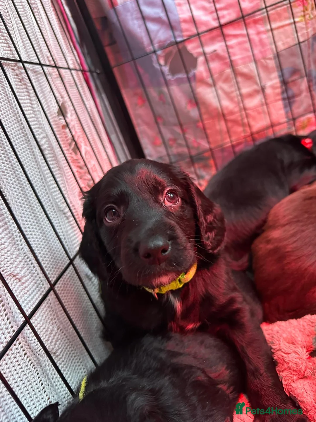 Mixed Breed dogs for sale: Mixed breed cocka pups - Advert 8