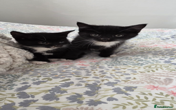 Mixed Breed cats for sale: Kittens for sale - Image 2