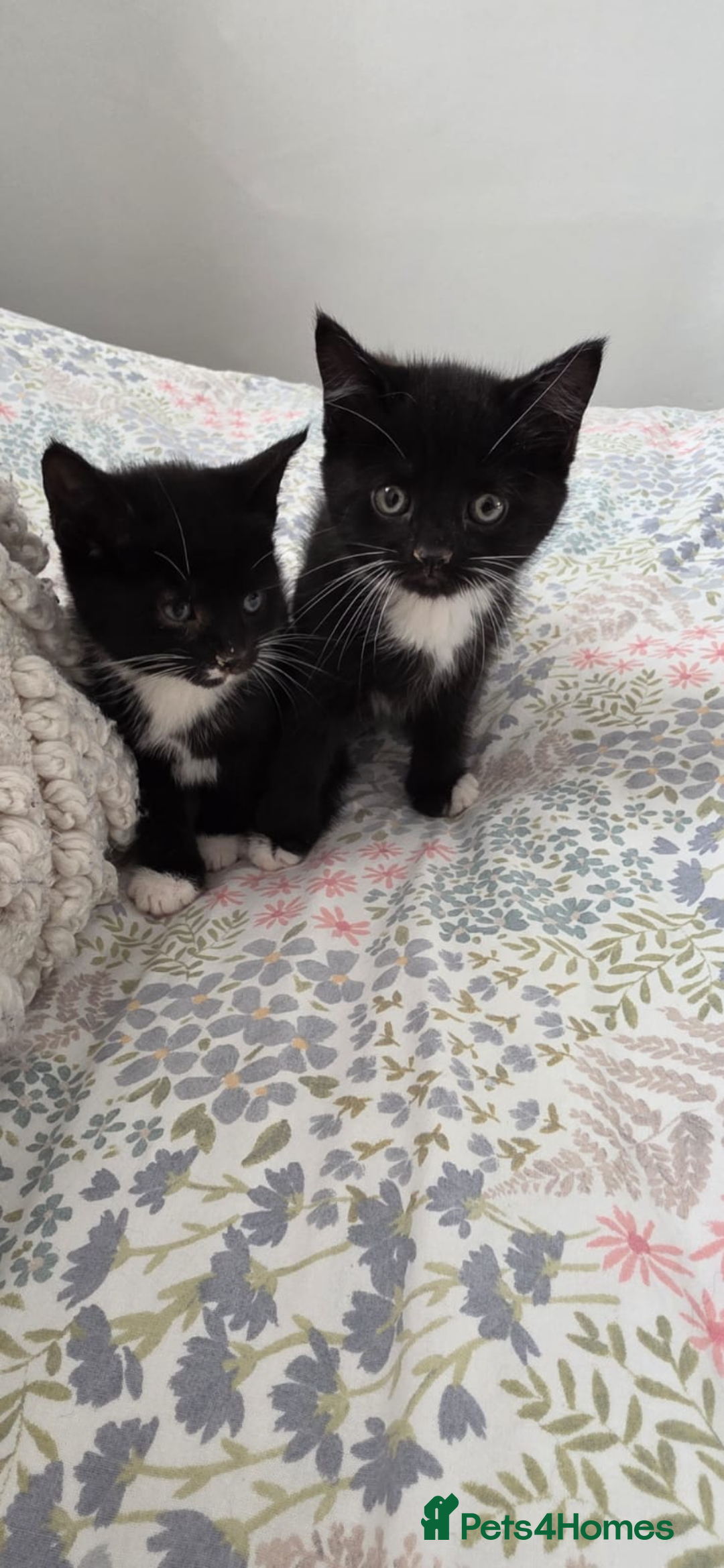 Mixed Breed cats for sale: Kittens for sale - Image 2
