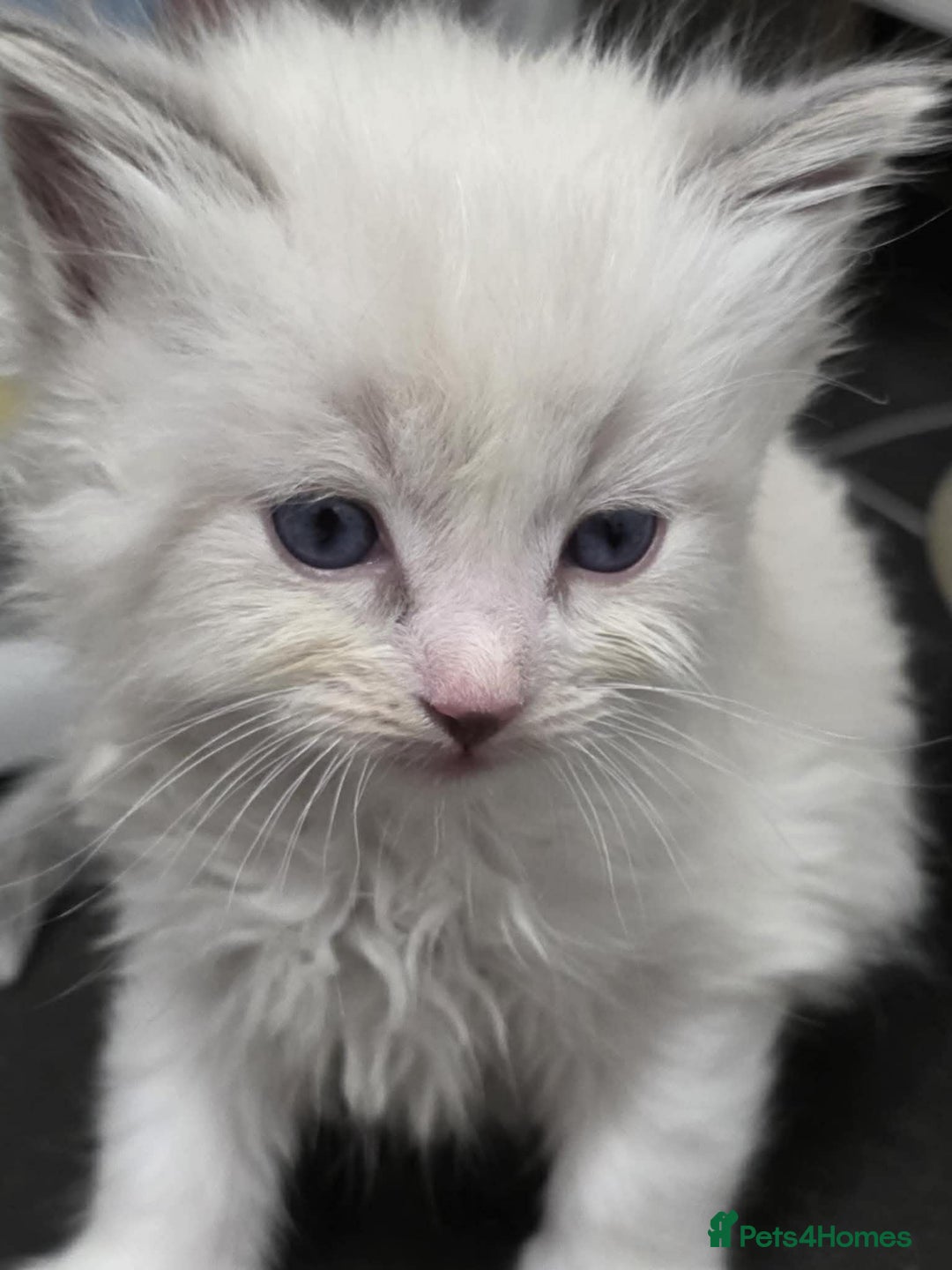 Ragdoll cats for sale: 4 Male Ragdoll Kittens  - Advert 15