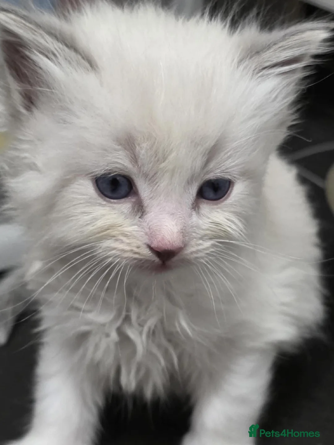 Ragdoll cats for sale: 4 Male Ragdoll Kittens  - Advert 15