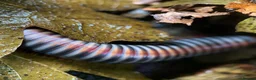 Millipedes invertebrates for sale: Atopochetus dollfusi, Rainbow Millipede Juveniles - Advert 11
