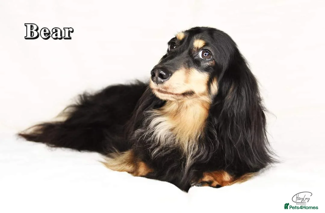 Miniature Dachshund dogs for stud: Black and Cream Longhair Miniature Boy - PRA Clear in Rochford - Advert 8