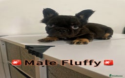 French Bulldog dogs for sale: 💕Gorgeous Fluffy Frenchies💖✅ - Image 3