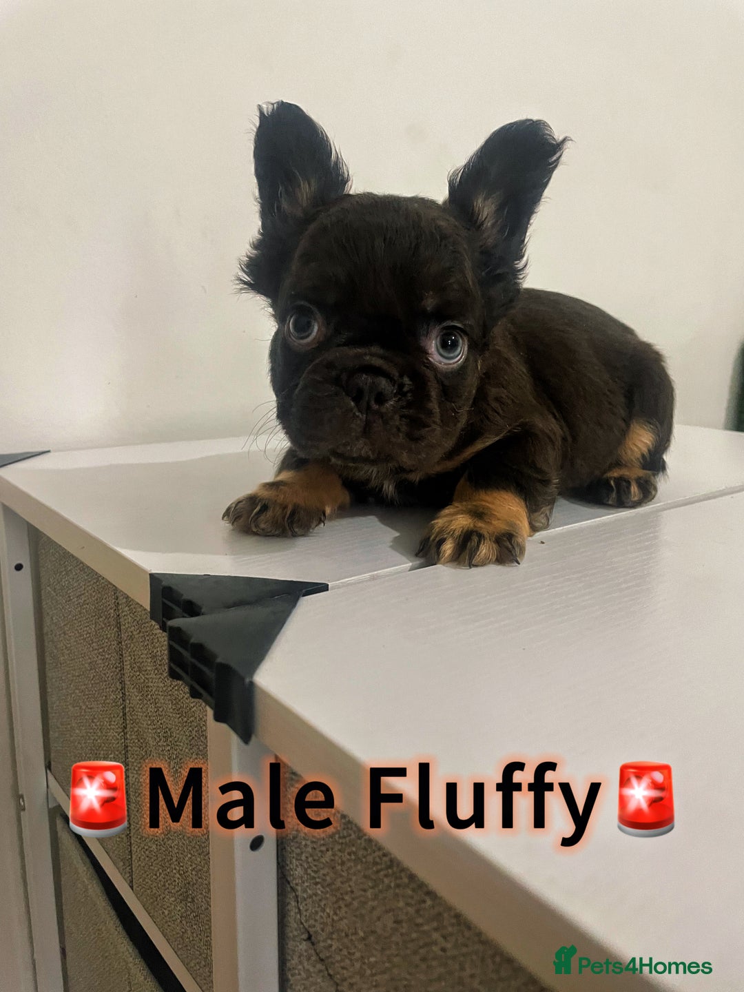 French Bulldog dogs for sale: 💕Gorgeous Fluffy Frenchies💖✅ - Image 3