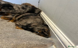 Cocker Spaniel dogs for sale: Super rare and unique show type dna tested Kc reg  - Image 26